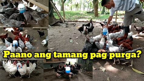 tamang pag purga ng manok panabong|Tamang paraan ng pagpupurga ng manok .